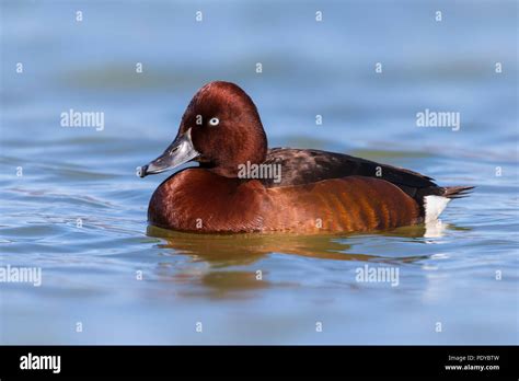 Swimming Male Ferruginous Duck Aythya Nyroca Stock Photo Alamy