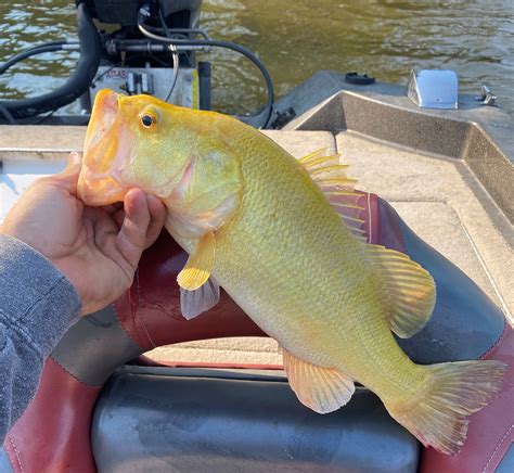 Angler Catches Unique Golden Largemouth Bass Virginia Dwr