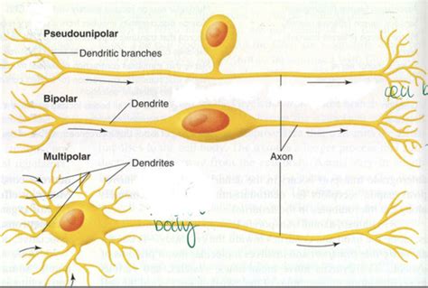 1 1 Neurotransmission Flashcards Quizlet