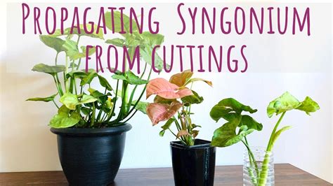 How To Grow Syngonium In Water How To Grow Syngonium From Cuttings