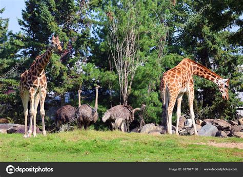 Giraffe Giraffa Camelopardalis African Even Toed Ungulate Mammal ...