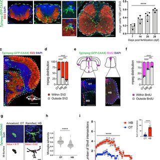 Phenotypically Distinct Populations Of Microglia In Synaptic And