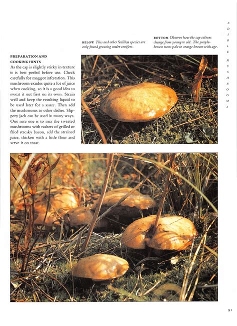 The Mushroom Guide And Identifier Info Page 93 Flip Pdf Online Pubhtml5