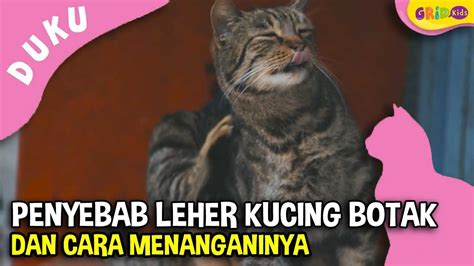 Kucing Lucu Penyebab Leher Kucing Botak Dunia Kucing Eps Youtube