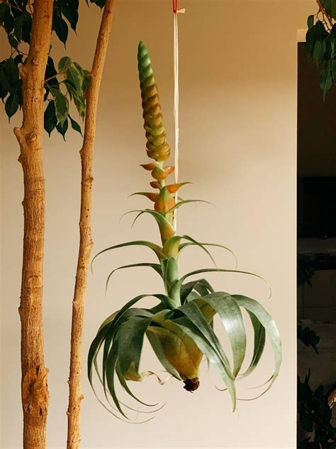 Plant Identification : r/IndoorPlants