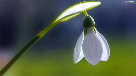 Snowdrop - Flowers wallpapers: 1920x1080