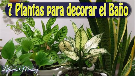 7 PLANTAS PARA DECORAR EL BAÑO Liliana Muñoz YouTube