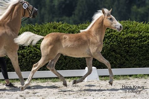 Madeira Haflinger Stute 2023 Fuchs Pferd Austria