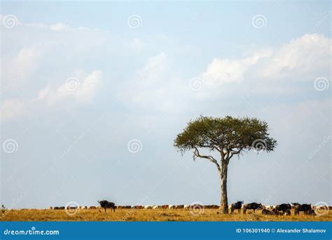 Great migration in Kenya stock photo. Image of clouds - 106301940