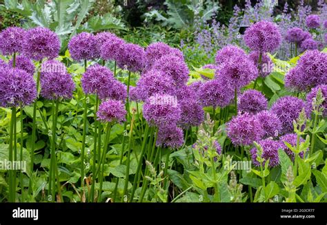 Allium Giganteum Flower Heads Also Called A Giant Onion Allium They