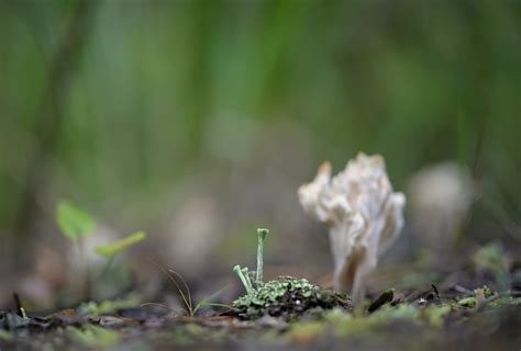 Лесные истории - Genre photography - Macroclub.org
