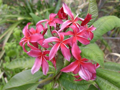 Propagating Plumeria Gardening In La