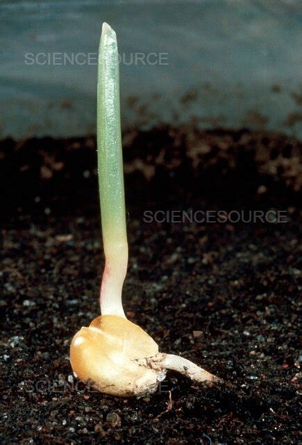 Photograph Germinating Corn Science Source Images