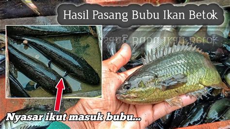 Ikan Predator Ikut Masuk Bubu Ikan Betok Anabas Testudineus