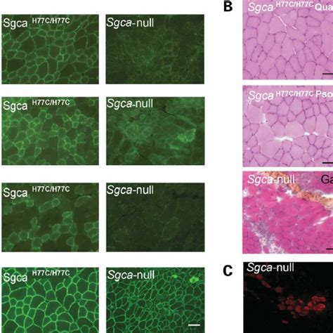 A Immunohistochemical Analyses In Mice Muscle Serial Sections From