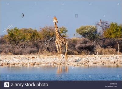 Quiz Animaux Sauvages