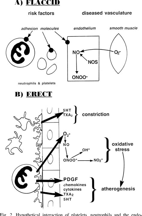 Can Hydrogen Peroxide Help Erectile Dysfunction Viagcial Buy