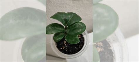 Замиокулькас зензи купить в Казани | Товары для дома и дачи | Авито