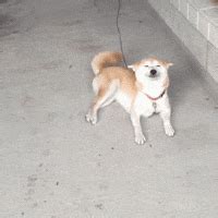 Dog Chasing Tail GIFs - Find & Share on GIPHY