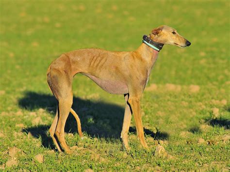 Galgos Pirri Campeonato Nacional De Galgos En Campo De Sm El Rey 2015