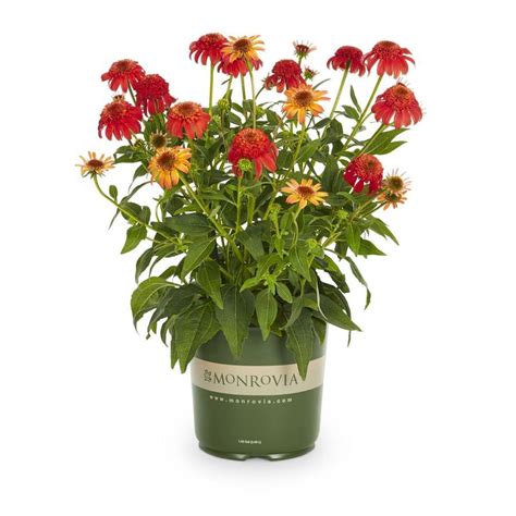 Monrovia 1 Gallon In Pot Coneflower Hot Summer L25158 At