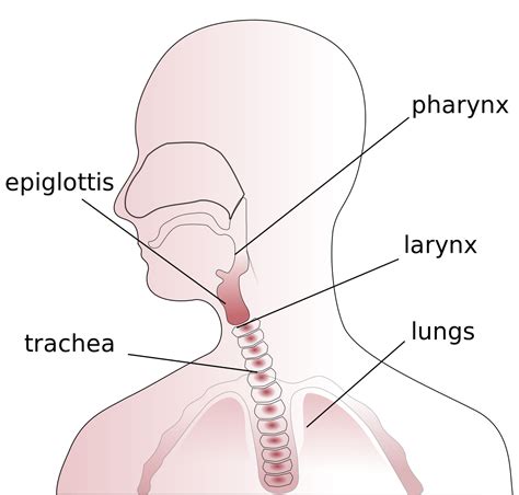 mlfthroat anatomy diagramsvg almaarf