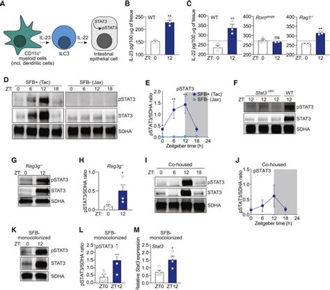 The Microbiota Coordinates Diurnal Rhythms In Innate Immunity With The