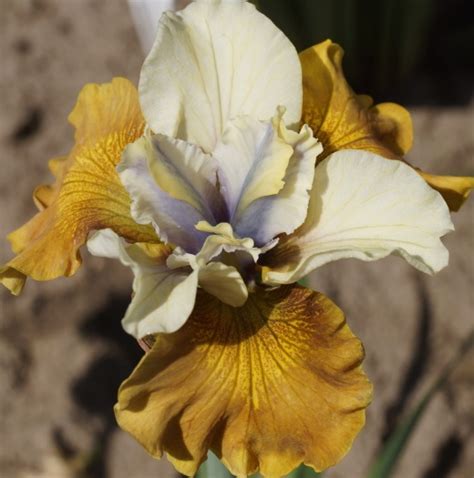 Siberi V Hum K Colonel Mustard Iris Sibirica