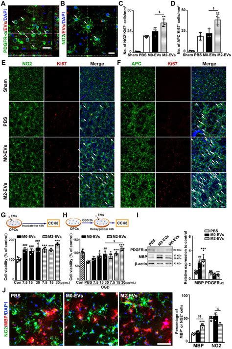 M Evs Treatment Promoted Oligodendrogenesis In Vivo And Opc