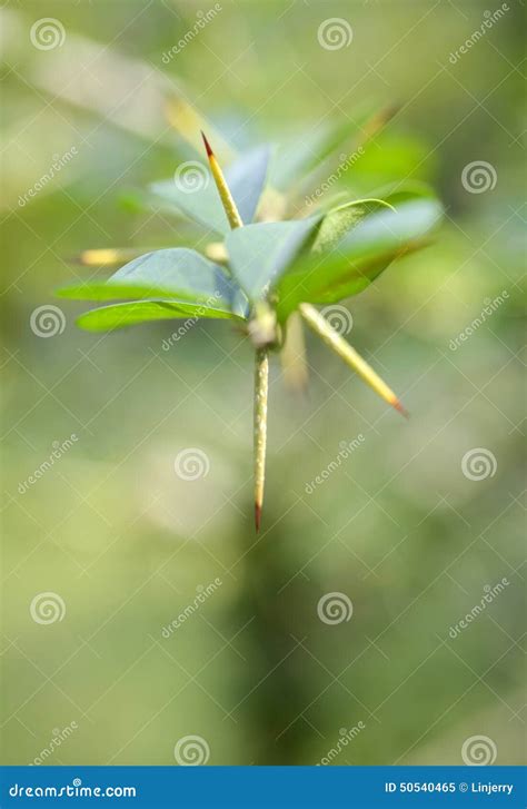 Maclura Cochinchinensis Leaf Stock Image Image Of Leaves Vintage