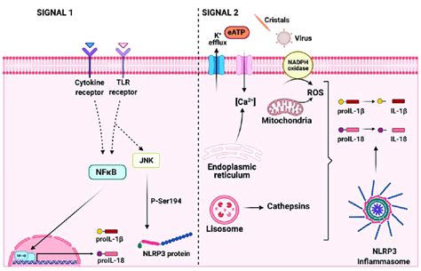 Activation Of The Nlrp Inflammasome Signaling Pathway Requires Two