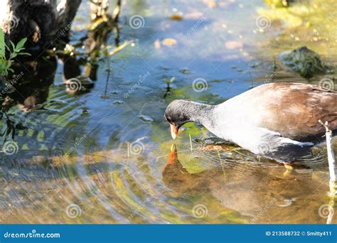 American Purple Gallinule Porphyrio Martinicus with a Baby Chick Stock ...