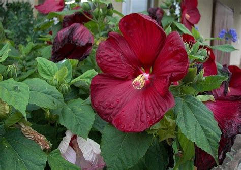 HIBISKUS BAGIENNY CZERWONY olbrzymie kwiaty ŚREDNICA 20 CM art