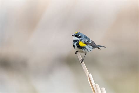 Yellow Rumped Warbler Paruline Croupion Jaune Setopha Flickr