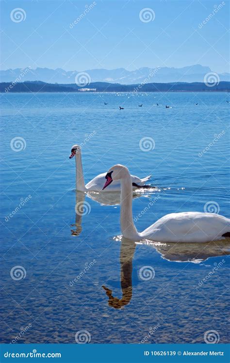 Swans On A Lake In Front Of Mountain Range Stock Image Image Of Waves