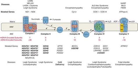 . Respiratory Chain Disorders | Obgyn Key