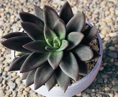 How To Grow Echeveria The Gardeners Planet