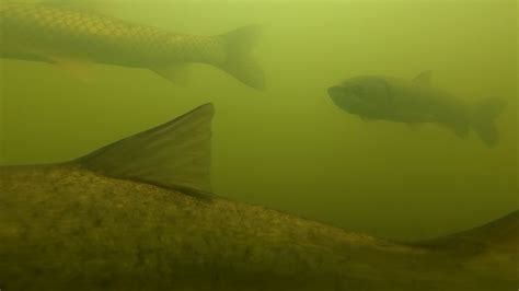 Co Się Dzieje Zimą W Stawie Underwater Camera Amury Tołpygi