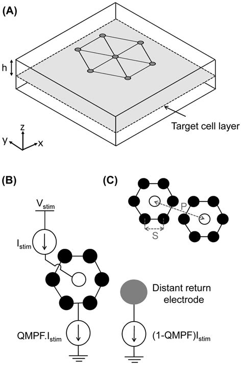 Layout Of Three Dimensional Finite Element Model And Electrode Download Scientific Diagram