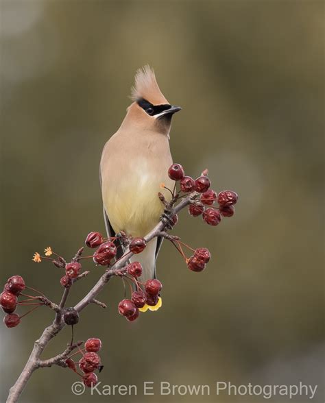 Cedar Waxwing Photo Cedar Waxwing Print Cedar Waxwing Art Cedar