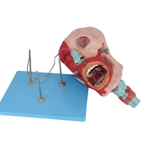 Buy Human Head Nose Mouth Throat Cavity Model Human Head Muscle