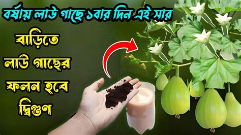 এই সার ১বার লাউ গাছে দিলে প্রচুর লাউ ধরবে Ways To Increase Yield Of