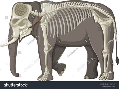 Elephant Skeleton: Over 581 Royalty-Free Licensable Stock Vectors ...