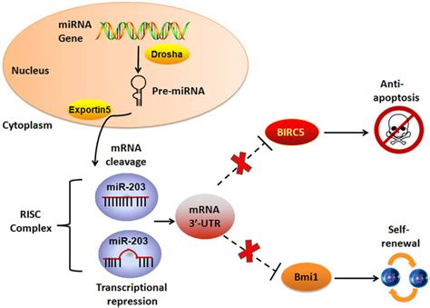 Schematic Representation Of The Proposed MiR 203 Role In The Regulation