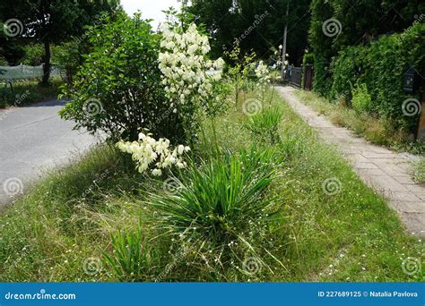 Yucca Blooming With White Flowers In July Yucca Is A Genus Of