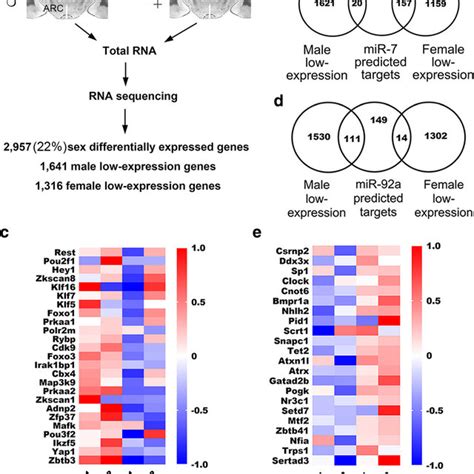 Mir 7 Expression In Pomc Neurons In The Arcuate Nucleus Arc Of The