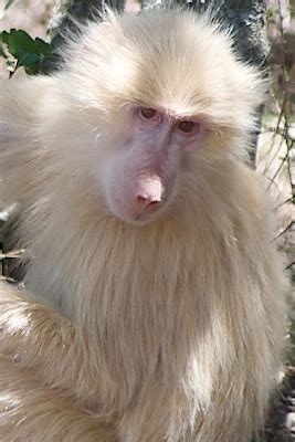 All Albino Animals: Albino Baboon | White Baboon.