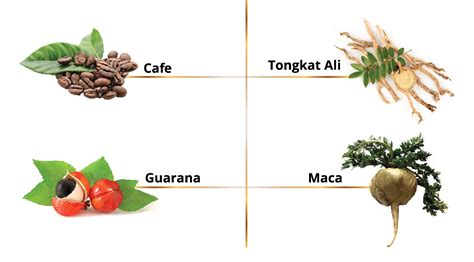 cafe va maca guarana tongkat ali su ket hop  dao cai thien sinh