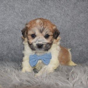 male poshiechon puppy  sale tadpole puppies  sale  pa md ri