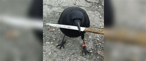 Canadian Police Chase Famous Knife Stealing Crow For Tampering With